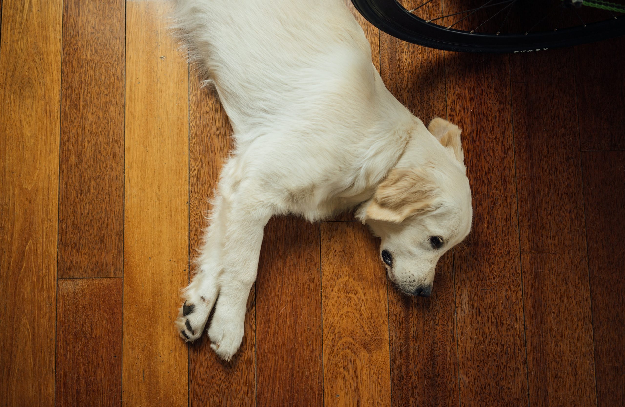 Best wooden floor for cats and dogs | Just Hardwood Floors